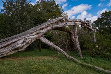 Paris yakınlarındaki Versailles Sarayı Bahçelerinde (Versailles Şatosu) Devrilen Yaşlı Ağaç