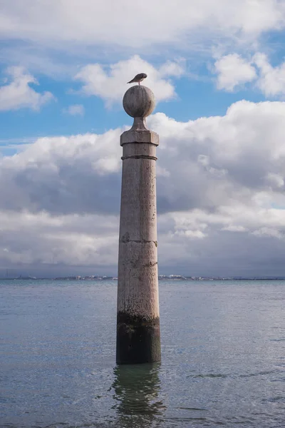 Seagulls Posing Cais Coluna Tagus Tejo River Lisbon Portugal — Stock Photo, Image