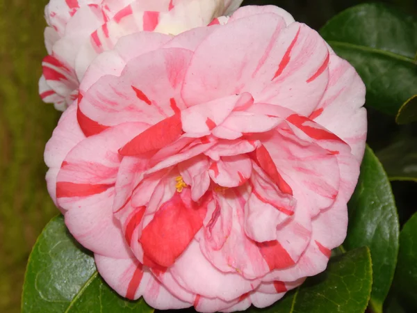 Camellia Flower — Stock Photo, Image