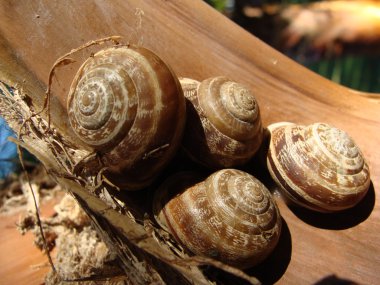 salyangoz kabuğu grubu