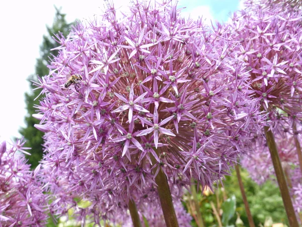 Purple Allium — Stock Photo, Image