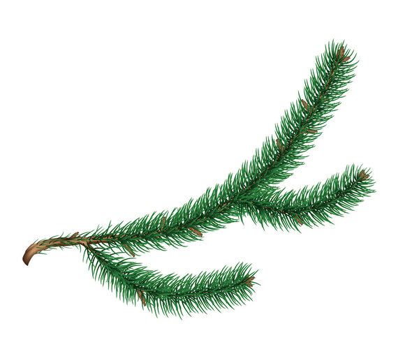 Spruce twig