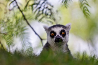 İspanya, valencia - bioparc