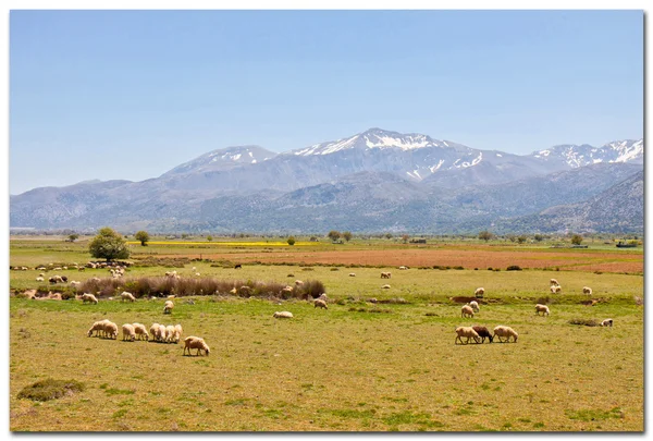 Crète, Lassithi — Photo