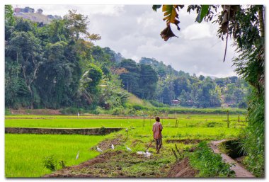 Sri lanka, pirinç alan kandy yakınındaki