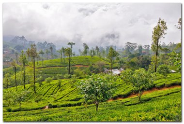 Sri lanka, pirinç alan kandy yakınındaki