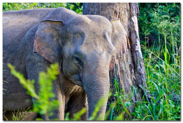 Retrato de elefante —  Fotos de Stock