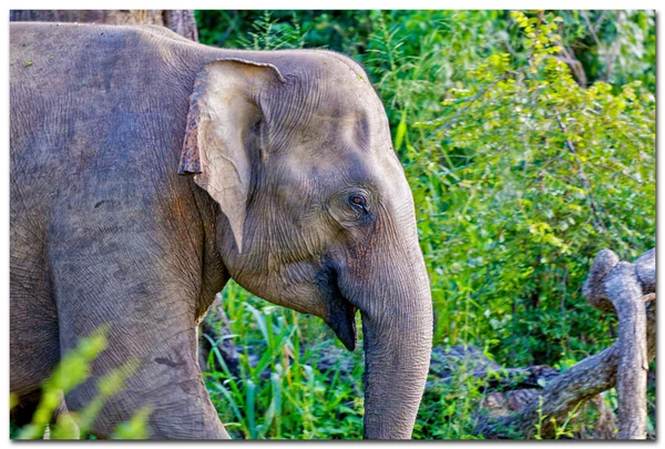 Retrato de elefante —  Fotos de Stock