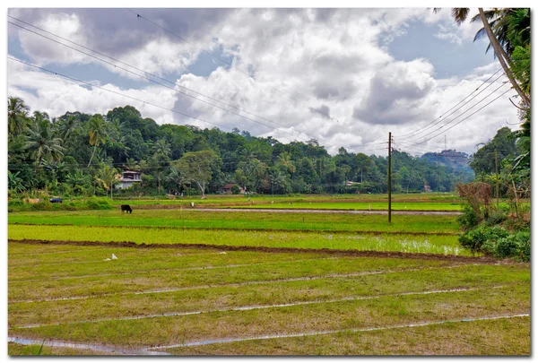 Sri lanka, pirinç alan kandy yakınındaki — Stok fotoğraf