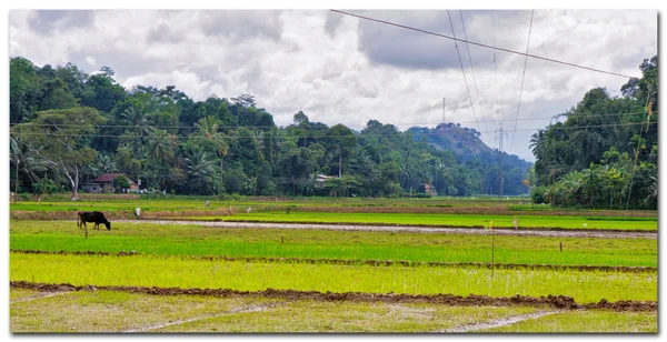 Sri Lanka, campo de arroz cerca de Kandy —  Fotos de Stock