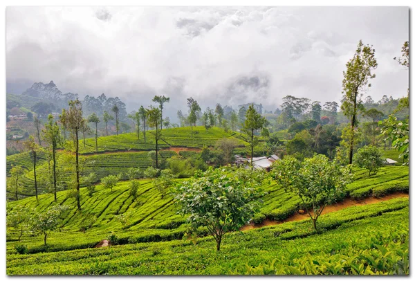 Sri lanka, rijst veld in de buurt van kandy — Stockfoto