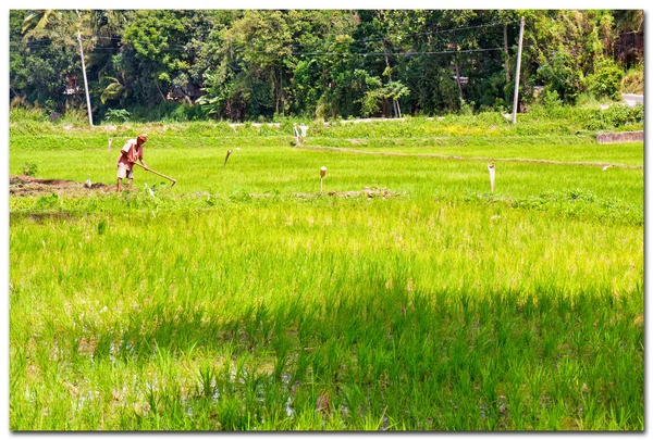 Sri Lanka, rice field near Kandy — Stock Photo, Image