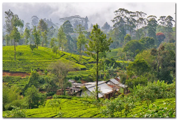 Srí Lanka-i, a tea ültetvény — Stock Fotó