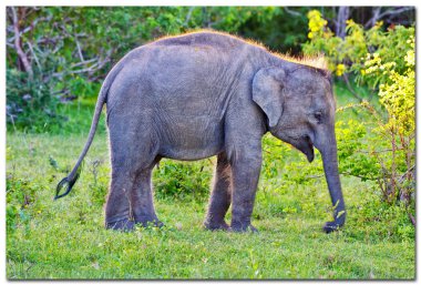 fil-sri Lanka