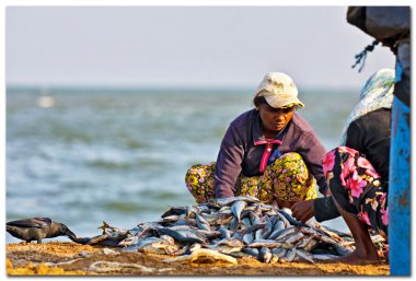 Kuru negombo, sri lanka, sahilinde balık