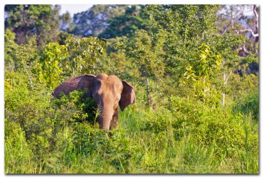 fil-sri Lanka