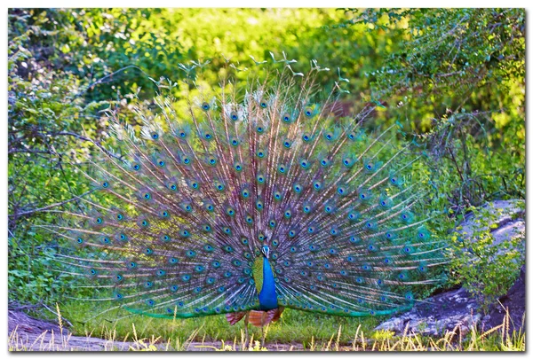 Wild Male Peacock displaying in Yala West National Park, Sri Lanka — Stock Photo, Image