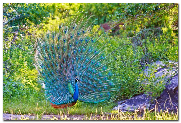 Wild mannelijke peacock weergeven in yala west nationaal park, sri lanka — Stockfoto