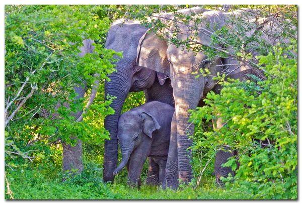 Elefantes em Sri Lanka — Fotografia de Stock