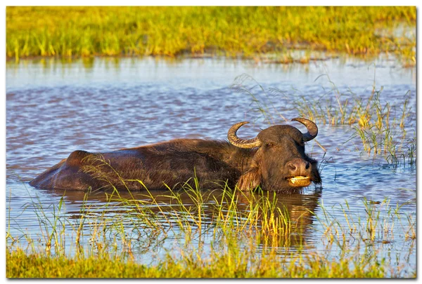 Yala sri lanka boğa — Stok fotoğraf