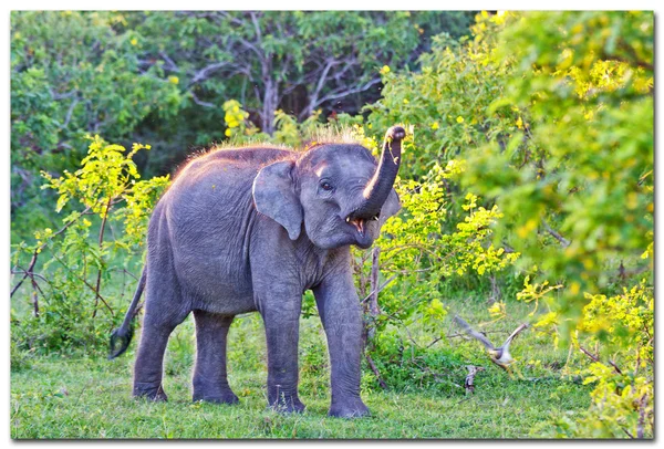 斯里兰卡的大象 — 图库照片