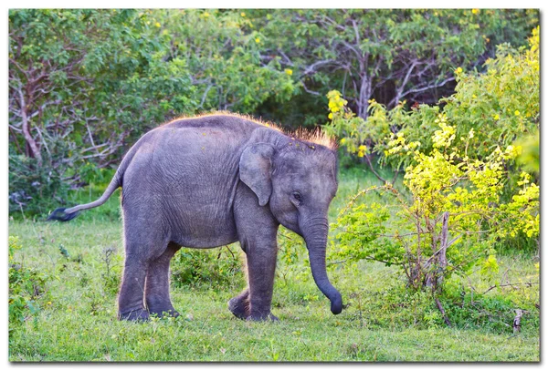 Elefante em Sri Lanka — Fotografia de Stock