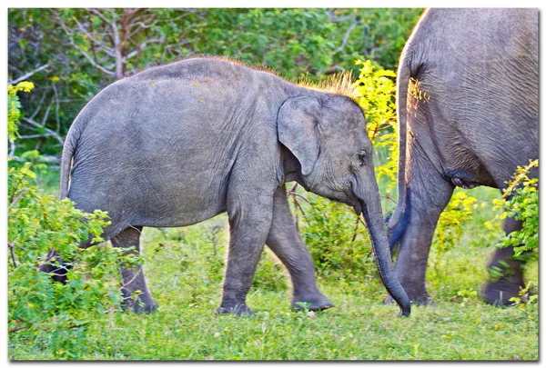 Elefantes en Sri Lanka —  Fotos de Stock