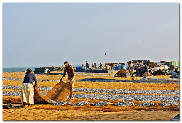 Peixes secos na praia em Negombo, Sri Lanka — Fotografia de Stock