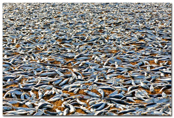 Dry fish on the beach in Negombo, Sri Lanka — Stock Photo, Image
