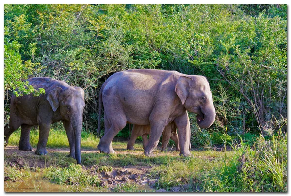 Elefantes em Sri Lanka — Fotografia de Stock