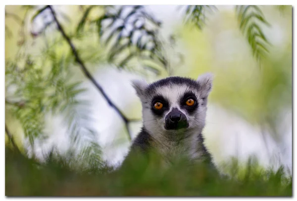 Lemur catta España, Valencia - Bioparc — Foto de Stock