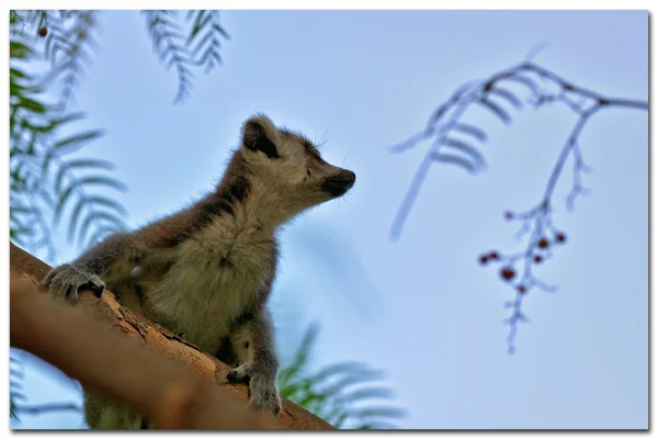 Lemur catta Spain, Valencia - Bioparc — Stock Photo, Image