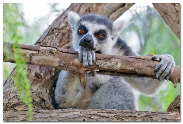 Lemur catta Spain, Валенсия - Bioparc — стоковое фото