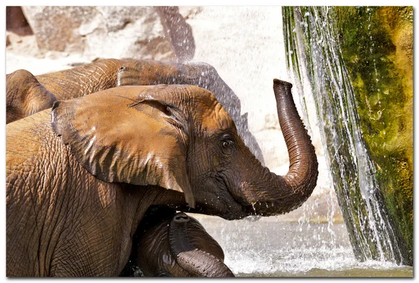 Elefante (elefantes) em um parque natural. (Espanha, Valência ) — Fotografia de Stock