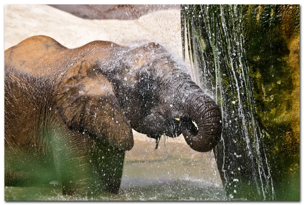 Elefante (elefantes) em um parque natural. (Espanha, Valência ) — Fotografia de Stock