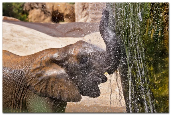 Elefante (elefantes) en un parque natural. (España, Valencia ) —  Fotos de Stock