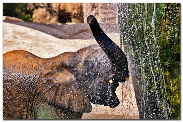 Elefante (elefantes) en un parque natural. (España, Valencia ) —  Fotos de Stock