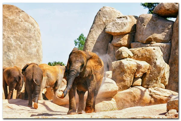 在自然公园里的大象 （大象）。（西班牙瓦伦西亚) — 图库照片