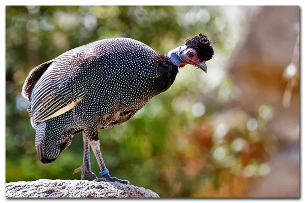 Guinee-Fowl — Stockfoto