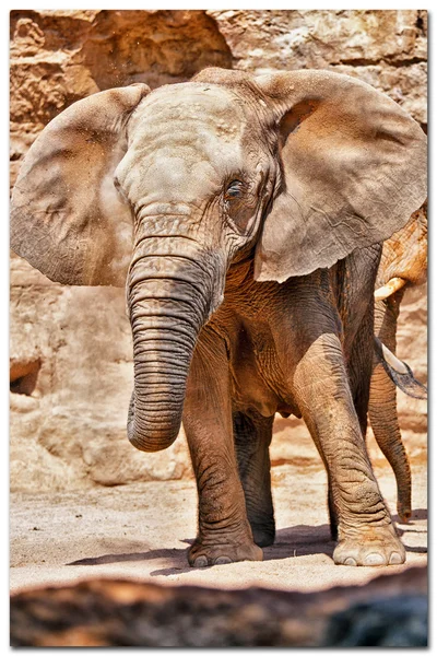 Elefante (elefantes) en un parque natural. (España, Valencia ) —  Fotos de Stock