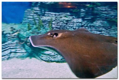 güzel stingray