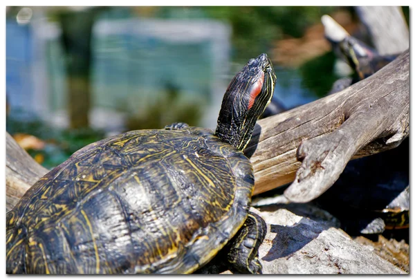 Red eared slider (Chrysemys scripta elegans) ηλιοθεραπεία, Βαλένθια, Ισπανία, Ευρώπη — Φωτογραφία Αρχείου