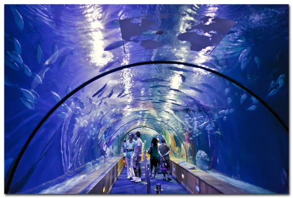 Valencia L 'Oceanographic Center - túnel submarino para ver la vida marina —  Fotos de Stock