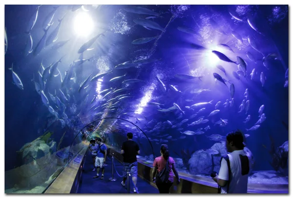 Valencia L 'Oceanographic Center - túnel subaquático para ver a vida marinha — Fotografia de Stock