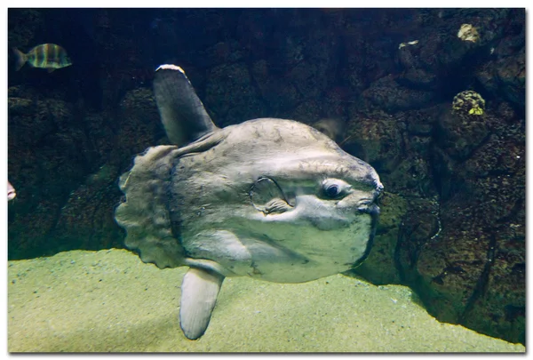 Sunfish or Mola — Stock Photo, Image