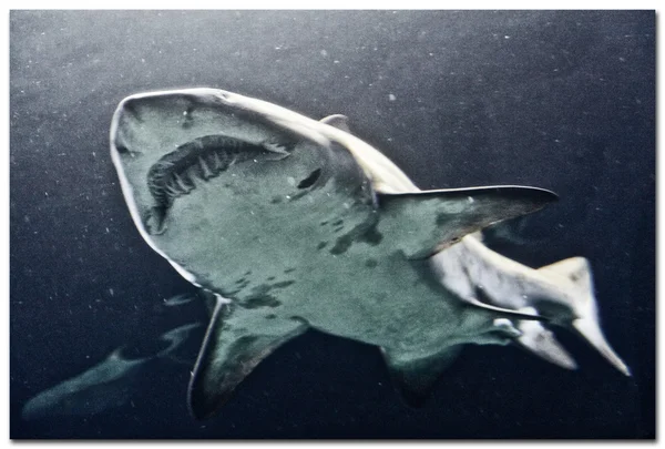 Wild shark — Stock Photo, Image