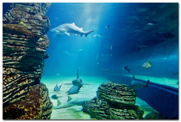 Tubarão no aquário em Valência — Fotografia de Stock