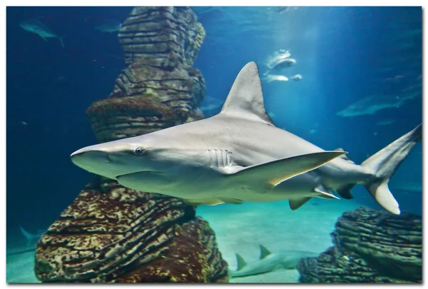 Shark at aquarium in Valencia — Stock Photo, Image