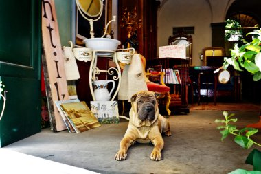 rahatlatıcı köpek