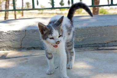 gölgede Kıbrıs yaban kedisi